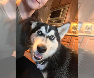Siberian Husky Dogs for adoption in Cumming, GA, USA