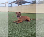 Small #1 Mutt