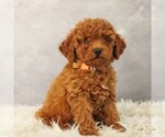 Small Photo #4 Poodle (Toy) Puppy For Sale in COATESVILLE, PA, USA
