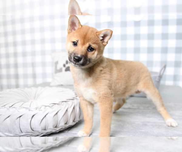 Medium Photo #2 Shiba Inu Puppy For Sale in MARIETTA, GA, USA