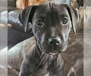 American Staffordshire Terrier-Unknown Mix Dogs for adoption in New Oxford , PA, USA