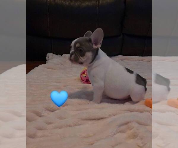 Medium Photo #5 French Bulldog Puppy For Sale in BOSTON, KY, USA