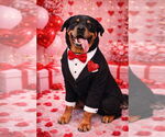 Small #9 Rottweiler