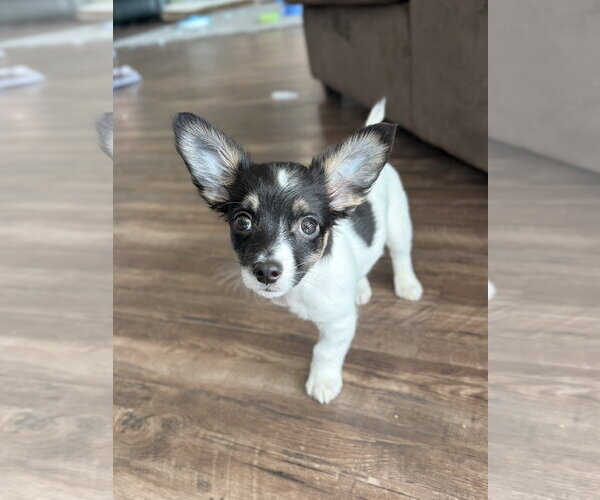 Medium Photo #4 Jack Russell Terrier-Unknown Mix Puppy For Sale in Jefferson, WI, USA
