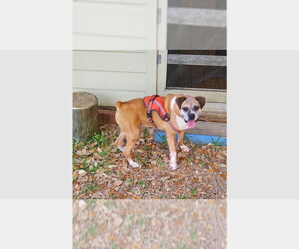 Medium Photo #1 Boxer Puppy For Sale in Austin, TX, USA
