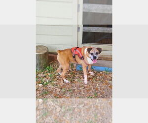 Boxer Dogs for adoption in Austin, TX, USA