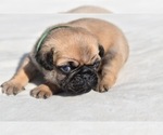 Small #4 Pug