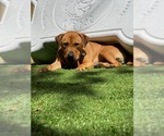 Small #41 Chinese Shar-Pei-Labrador Retriever Mix