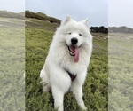 Small Photo #2 Samoyed Puppy For Sale in DALY CITY, CA, USA