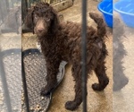 Small Photo #17 Poodle (Standard) Puppy For Sale in ORMOND BEACH, FL, USA