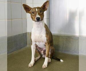 Mutt Dogs for adoption in San Antonio, TX, USA