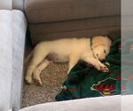 Small #4 Golden Pyrenees