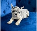 Small Photo #7 French Bulldog Puppy For Sale in FORT LAUDERDALE, FL, USA