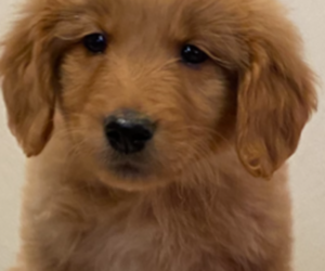 Golden Retriever Puppy for sale in COLUMBUS, IN, USA