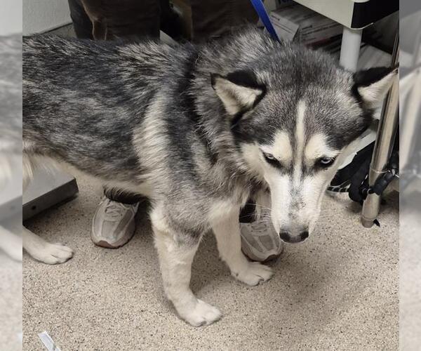 Medium Photo #1 Siberian Husky Puppy For Sale in Bakersfield, CA, USA