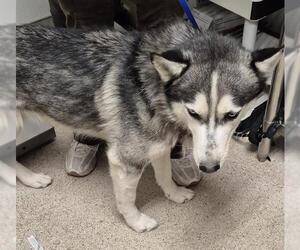 Siberian Husky Dogs for adoption in Bakersfield, CA, USA
