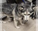 Small Siberian Husky