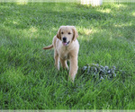 Small #6 Golden Retriever