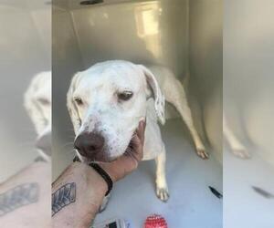 American Pit Bull Terrier-Unknown Mix Dogs for adoption in Houston, TX, USA