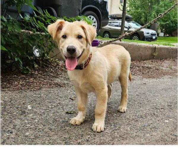 Medium Photo #3 Sheprador Puppy For Sale in Minneapolis, MN, USA