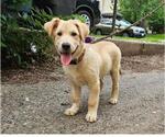 Small #2 Sheprador