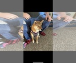 Small Photo #1 Shiba Inu Puppy For Sale in NEKOOSA, WI, USA