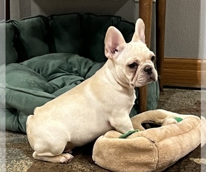 French Bulldog Dog for Adoption in BOLIVAR, Missouri USA