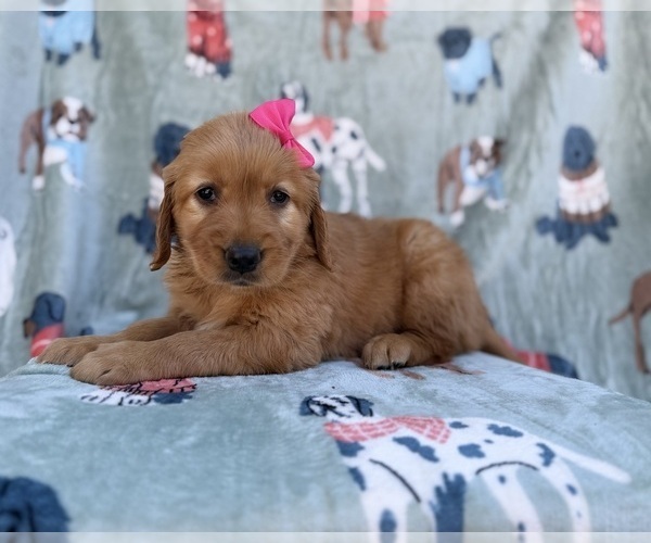 Medium Photo #5 Golden Retriever Puppy For Sale in LAKELAND, FL, USA