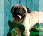 Small Photo #1 Pug Puppy For Sale in Apple Valley, CA, USA