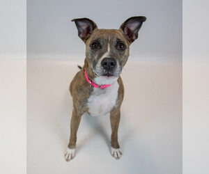 Glynnis - Female Mutt Dog for Adoption - Photo #4