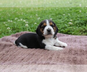 Beagle Puppy for sale in BLUE RIDGE, GA, USA