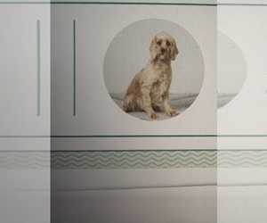Mother of the Cavapoo (Miniature) puppies born on 05/16/2026
