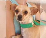 Small #1 Chihuahua
