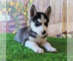 Small Photo #2 Siberian Husky Puppy For Sale in ARTHUR, IL, USA