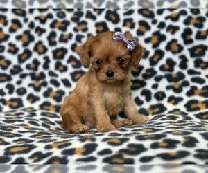 Cavapoo Puppy for sale in LAKELAND, FL, USA