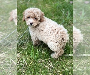 Poodle (Miniature) Puppy for sale in PARAGON, IN, USA