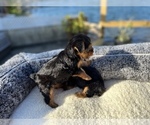 Small Photo #9 Yorkshire Terrier Puppy For Sale in HALLANDALE BEACH, FL, USA