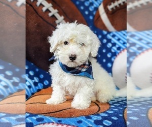 Bichpoo Puppy for sale in LINCOLN UNIV, PA, USA
