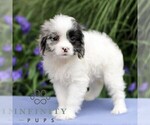 Small #3 Cavapoo