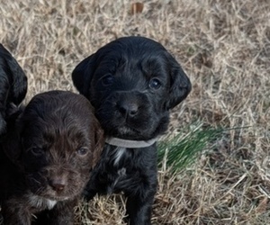 Medium Boykin Spaniel-Goldendoodle Mix