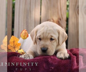 Labrador Retriever Puppy for sale in SHIPPENSBURG, PA, USA