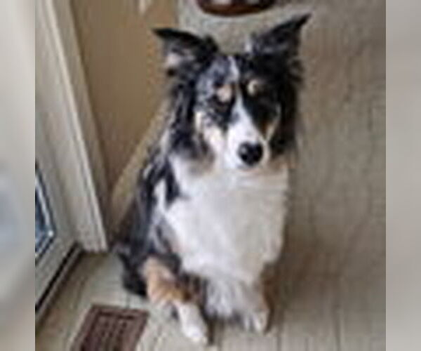 Medium Photo #2 Australian Shepherd-Unknown Mix Puppy For Sale in Yardley, PA, USA