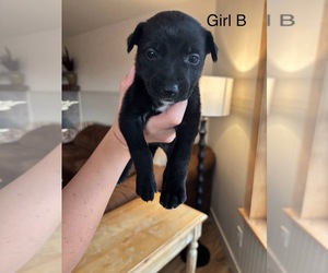 Shollie Puppy for sale in EAGLE POINT, OR, USA