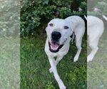 Small #4 Great Dane Mix