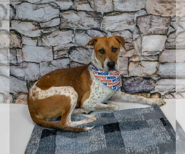 Medium Photo #4 Mutt Puppy For Sale in Kennesaw, GA, USA