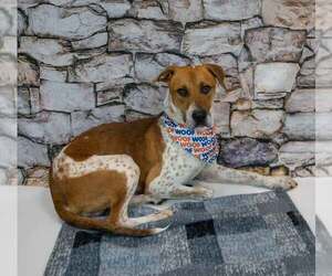 Atlas - Male Mutt Dog for Adoption - Photo #4
