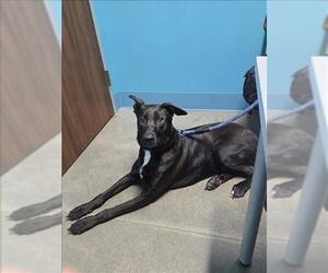 German Shepherd Dog Dogs for adoption in Houston, TX, USA
