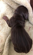 Dachshund Puppy for sale in NEW KENSINGTON, PA, USA