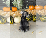 Small #4 Schnauzer (Miniature)