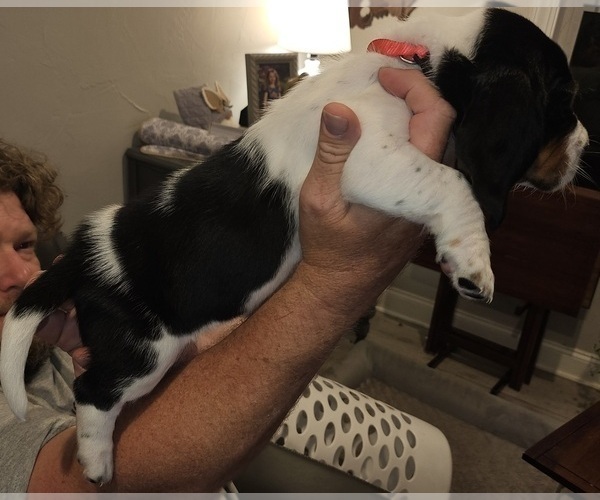 Medium Photo #8 Basset Hound Puppy For Sale in BYHALIA, MS, USA
